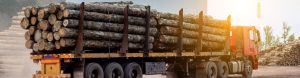 MADERA EUCALIPTO PARA SOSTENIMIENTO MINERO